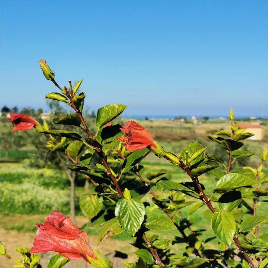 Azienda Agrituristica Baglio Carta Balestrate Luaran gambar