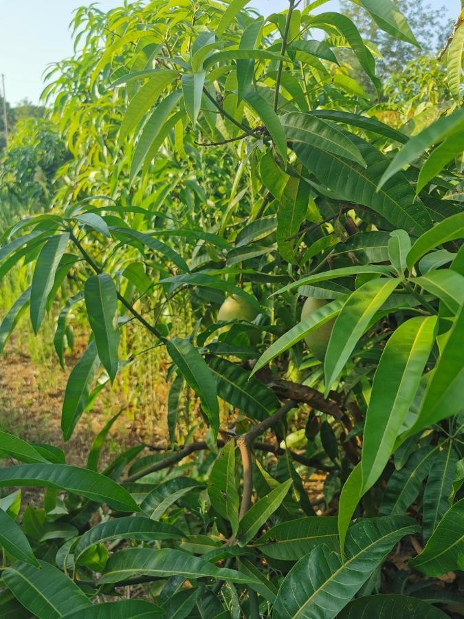 Azienda Agrituristica Baglio Carta Balestrate Luaran gambar