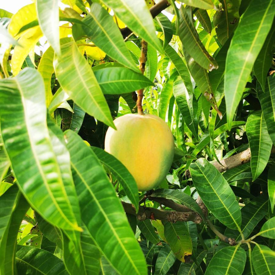 Azienda Agrituristica Baglio Carta Balestrate Luaran gambar