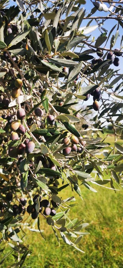 Azienda Agrituristica Baglio Carta Balestrate Luaran gambar