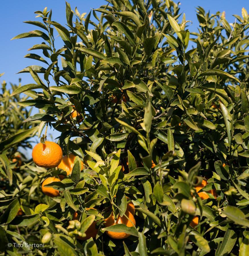 Azienda Agrituristica Baglio Carta Balestrate Luaran gambar